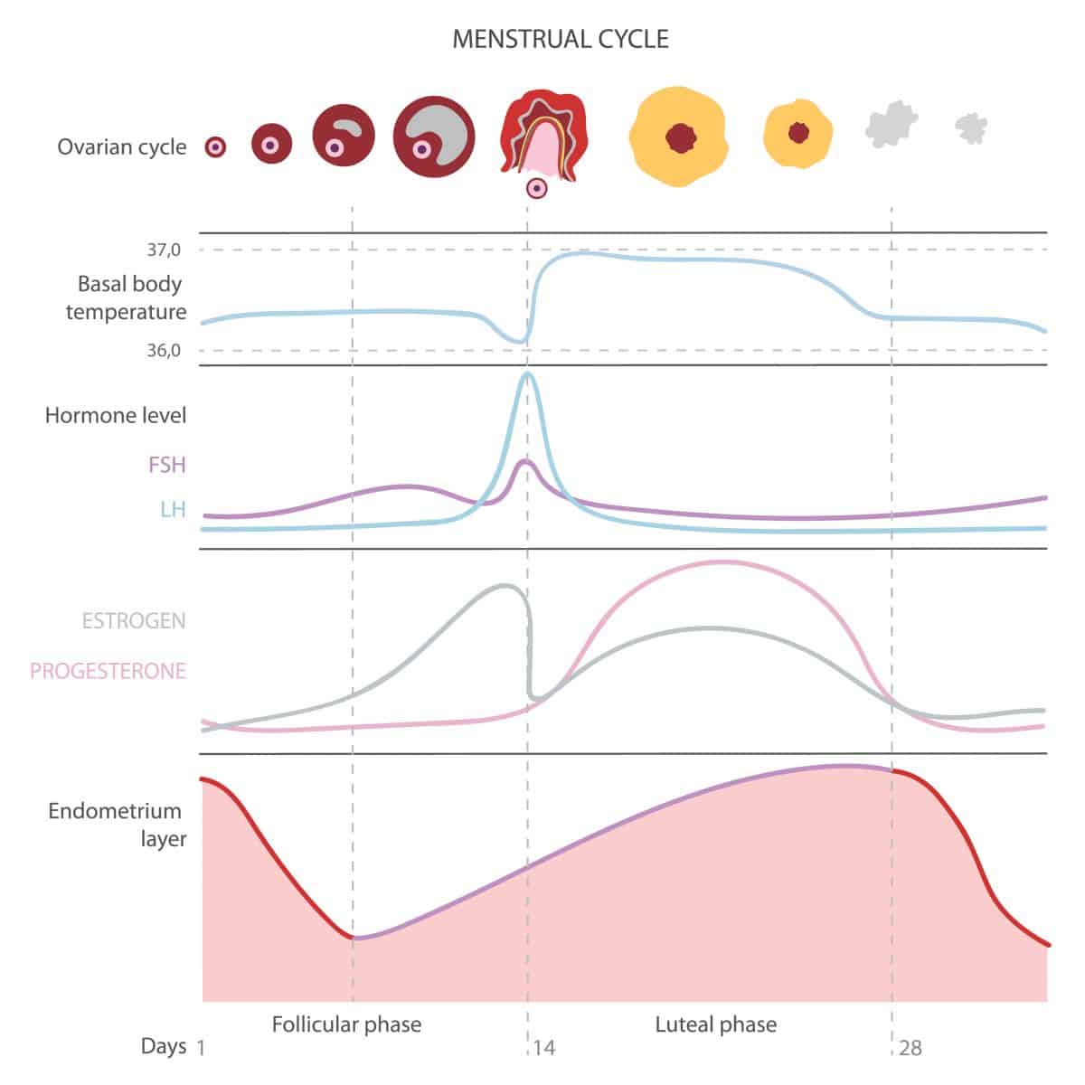 How To Create An Ovulation Calendar - Fertility North